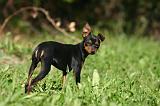 PINSCHER NAIN 164